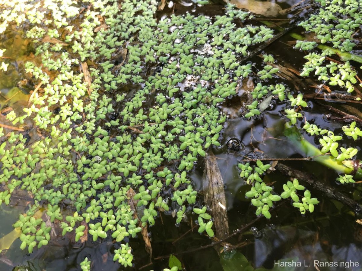 Spirodela punctata (G.Mey.) C.H.Thomps.